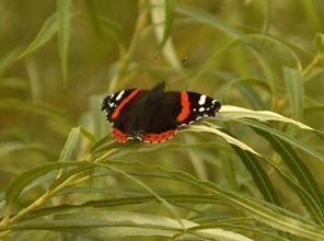 Red Admiral Red Admiral
