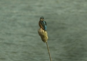 Kingfisher Kingfisher