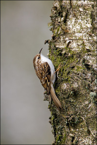 Treecreeper