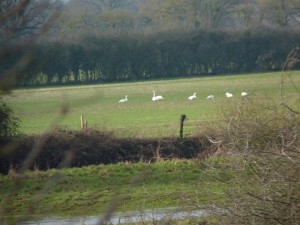 Bewick's Swans January 2011