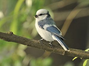 Azure Tit (c. Baz Scampion)