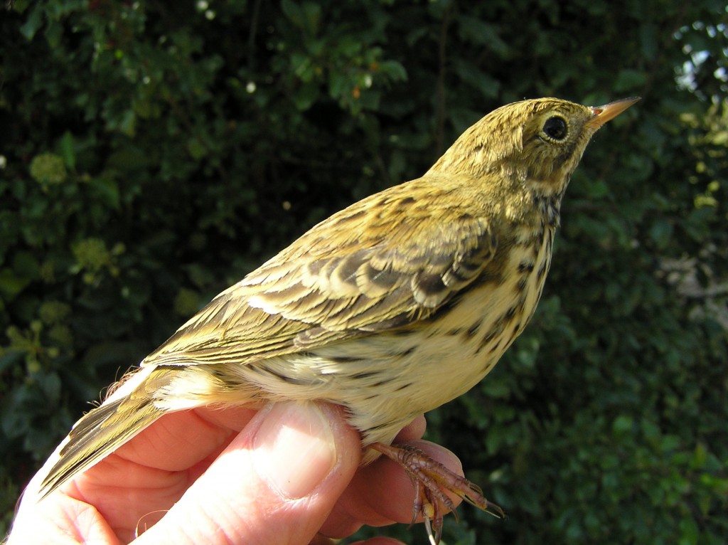 Meadow Pipit (R H Peart)