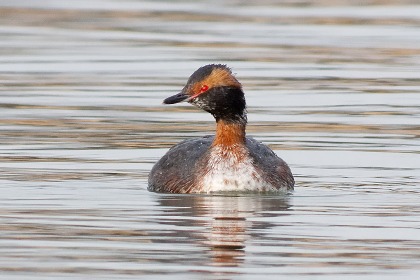 Slavonian Grebe