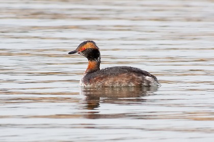 Slavonian Grebe