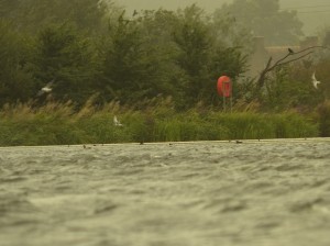 Arctic Terns