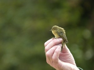 Chiffchaff