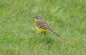 Blue-headed Wagtail April 2011 (Kevin Lane)