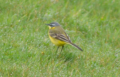 Blue-headed Wagtail (Motacilla flava flava)