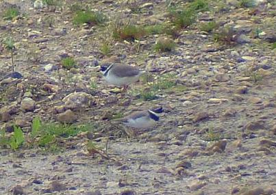 Ringed Plovers, Longham Lakes