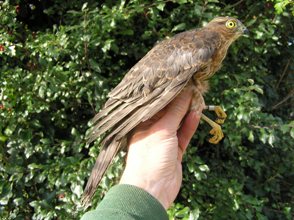 Eurasian Sparrowhawk (Accipiter nisus)