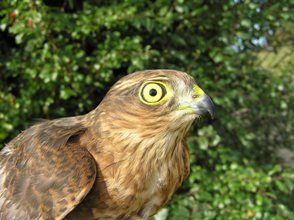 Sparrowhawk (RH Peart)