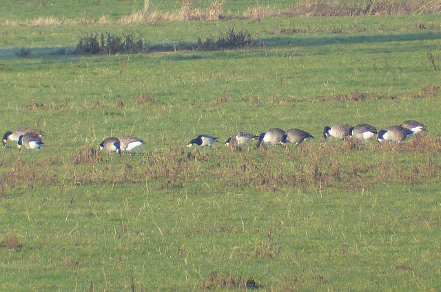 Barnacle Geese (Chris Parnell)