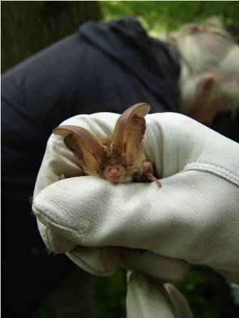 Brown Long-eared Bat (Carolyn Couzens)