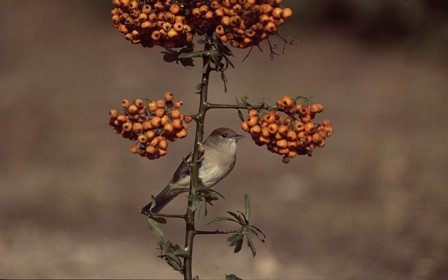 Blackcap (Dave Kjaer)