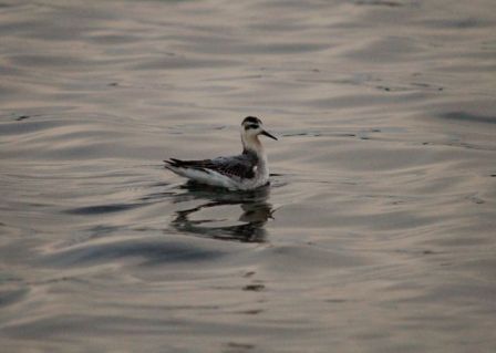 Grey Phalarope (Chris Parnell)