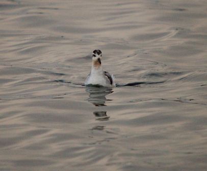 Grey Phalarope (Chris Parnell)