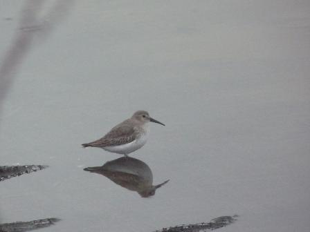 Dunlin (Chris Parnell)