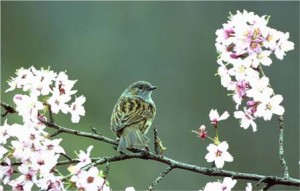 Dunnock (Dave Kjaer) Dunnock (Dave Kjaer)