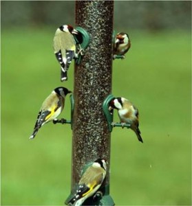 Goldfinches (Dave Kjaer)