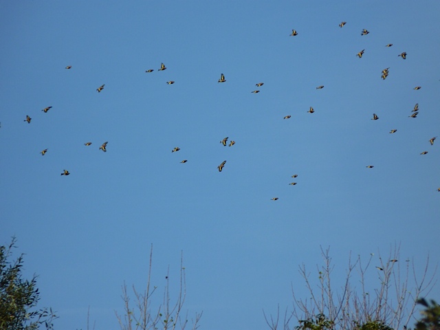 Goldfinches (Chris Parnell)