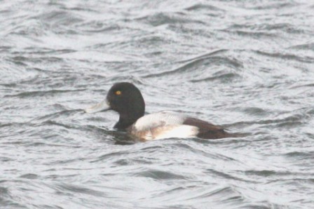Greater Scaup (Alan Pearce)