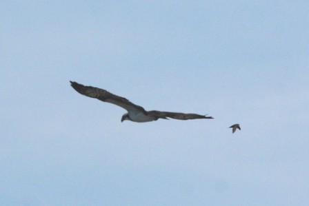 Osprey (Pandion haliaetus)