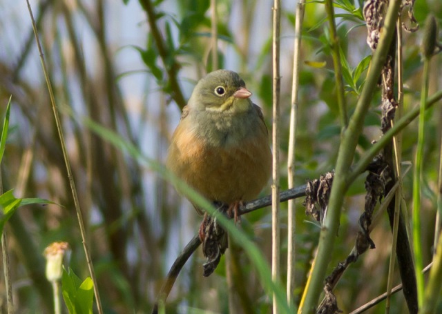 Ortolan Bunting (Emberiza hortulana)