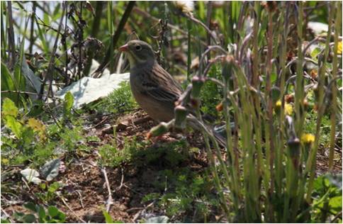 Ortolan Bunting (Joseph Baldwin)