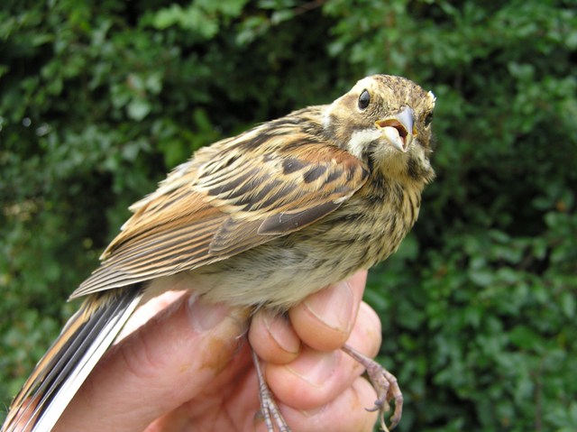 Reed Bunting (Emberiza schoeniclus)