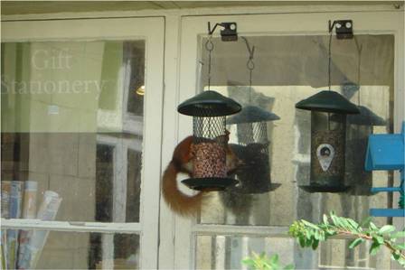 Red Squirrel (Carolyn Couzens)