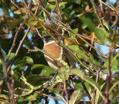 Stonechat (Chris Parnell)