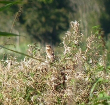 Whinchat (Chris Parnell)