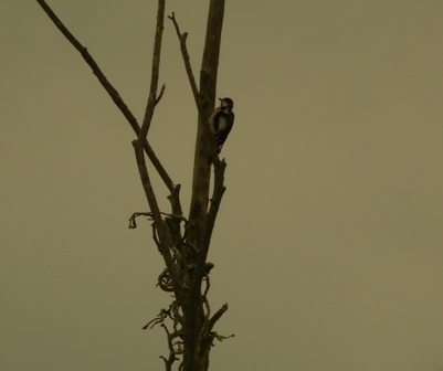 Great Spotted Woodpecker (D.Couzens)