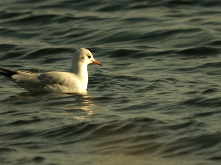 Black-headed Gull (Larus ridibundus)