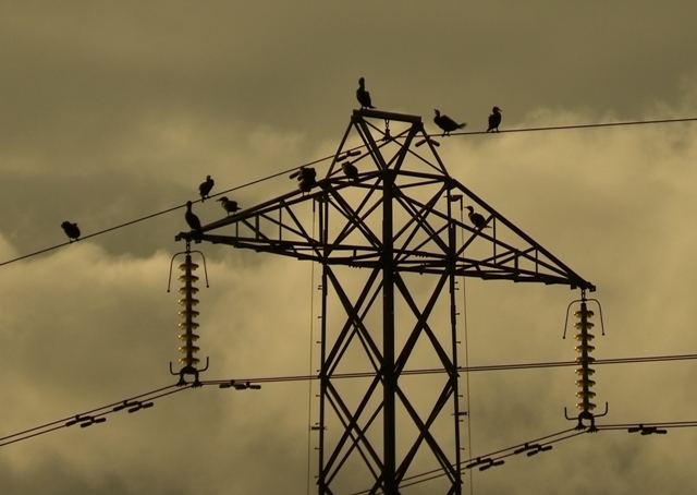 Cormorants (Dominic Couzens)