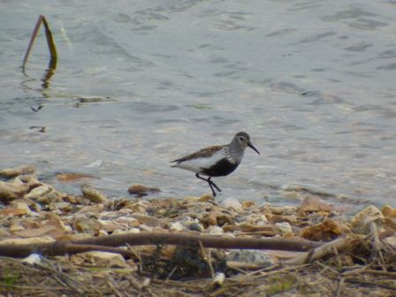 Dunlin (Calidris alpina)