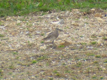 Whimbrel (Numenius phaeopus)