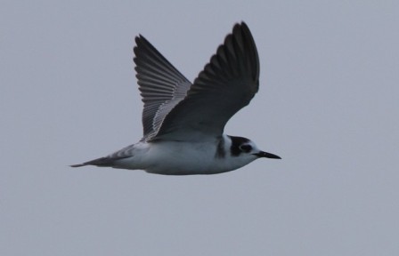 Black Tern (Paul Wilkins)