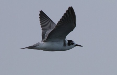 Black Tern (Chlidonias niger)