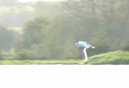 Little Gull (Chris Parnell)