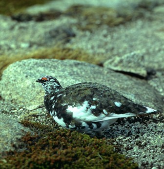 Ptarmigan - male autumn (Kjaer)