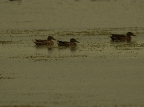 Shovelers (Dominic Couzens)