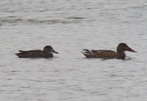 Blue-winged Teal (Shaun Robson)