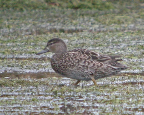 Blue-winged-Teal (Nick Hull)