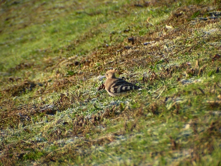 Hoopoe (Upupa epops)