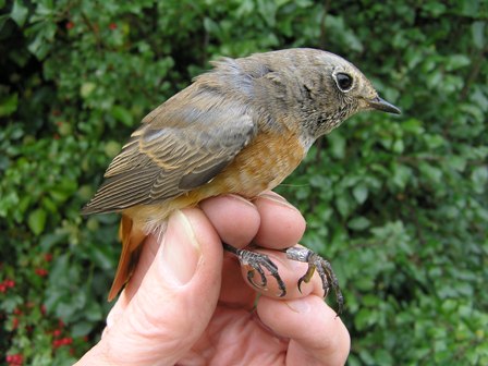 Redstart (Roger Peart)