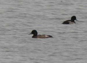 Scaup (Shaun Robson)