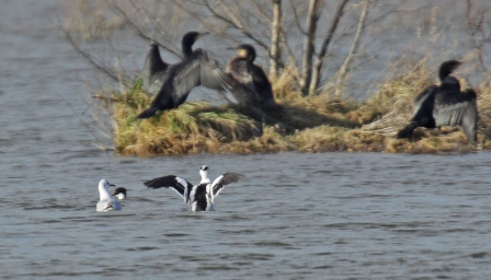 Smew