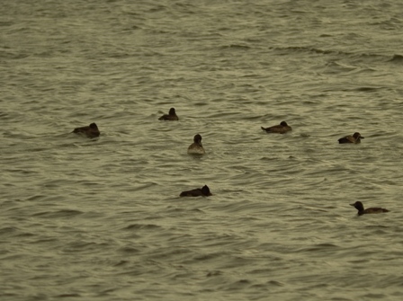 Tufted Ducks (Dominic Couzens)
