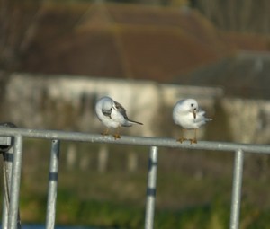 Black-headed Gulls (Dominic Couzens)